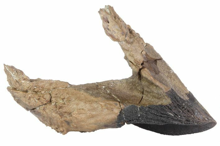 Rooted Triceratops Tooth - South Dakota #70134